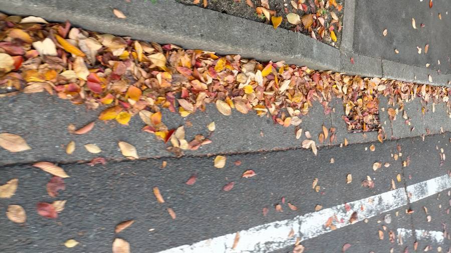 道路脇の落ち葉